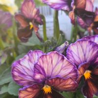 アガベ　笹の雪,マディバ,マディバ,アガベ チタノタ ブラックアンドブルー,アガベ チタノタ ブラックアンドブルーの画像