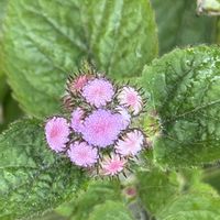 アゲラタムの画像