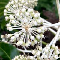 ヤツデ,お出かけ先にての画像