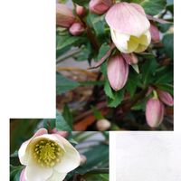 クリスマスローズ,ドルフィンネックレス,ポリキセナ,ポリキセナ マウガニー,多肉植物の画像