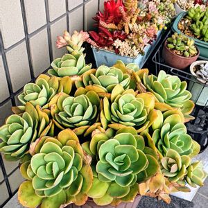 ピーチプリデ,多肉植物,多肉寄せ植え,多肉紅葉,多肉女子の画像