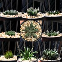 ハオルチア,多肉植物,ハオルチア属,ハオルシア属     ,原種の画像