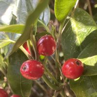 アオキ,アオキ,ガガイモ,カタバミ,タカサゴユリの画像