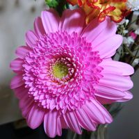 ガーベラ,桃の花,花のある暮らし,リビング・ダイニングの画像