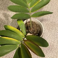 ザミア,ザミア,ザミア プミラ,あきらめないで‼️,頑張れ受験生！の画像