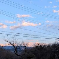 ドウダンツツジ,ヤグルマギク,満天星,矢車菊,灯台躑躅(ドウダンツツジ)の画像