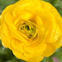 サボテン,お花大好き♡,キッチン,テラス,家庭菜園の画像