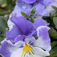 セントポーリア,꒰ღ˘◡˘ற꒱かわゅ~,花のある暮らし,今日のお花,屋上ガーデニングの画像