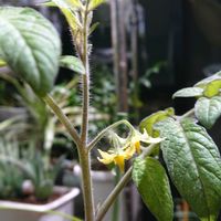 チーム魔女っ子,ほんわか♥️ほんのり,ドジっ子,部屋の画像