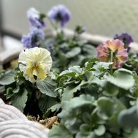 パンジー・ビオラ,パンジー,ビオラ,zaijinビオラ,ガーデニングの画像