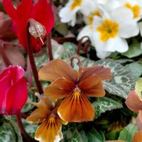 プリムラ　ジュリアン,ユーフォルビア 白雪姫,ビオラ黄金伝説,植物のある暮らし,スマホ撮影の画像