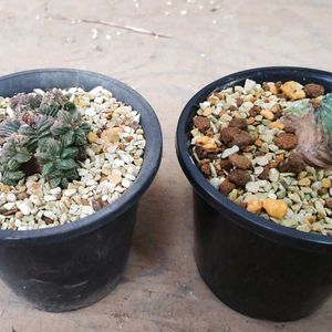 アズテキウム　紅籠,アズテキウム　紅籠,モンスト,アズテキウム属,珍奇植物の画像