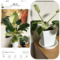 フィロデンドロン・バーキン,観葉植物,水挿し発根,カット✂の画像