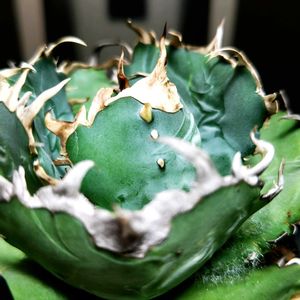 アガベ,アガベ,アガベ チタノタ,アガベ チタノタ 白鯨,アガベ チタノタ 白鯨の画像