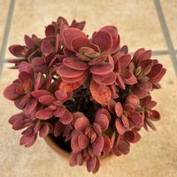 多肉植物,多肉女子の画像