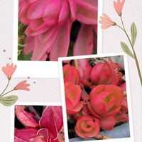 紅葉,火まつり錦,火まつり錦,りんごの火祭,ヒマツリの画像