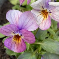 パンジー・ビオラ,鉢植え,地植え,寒い日の画像