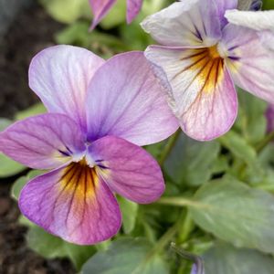 パンジー・ビオラ,鉢植え,地植え,寒い日の画像