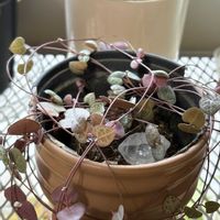 ハートカズラ,ピレア グラウカ,癒し,まだまだ初心者,多肉植物のある暮らしの画像