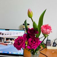 カーネーション,チューリップ,バラの画像