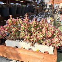 乙女心,多肉植物,ガーデニングの画像