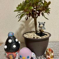 黒法師,チェリークイーン,マディバ,多肉植物,赤い爪の画像