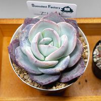 エケベリア,多肉植物,エケベリア属,ベランダ多肉の画像