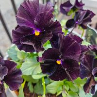 シュヴァリエ ドゥ リュンヌ,パンジー  シュヴァリエ  ドゥ  リュンヌ,鉢植え,明るい日陰,プランターの画像