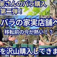 ガーデニング,薔薇♪,オープンガーデン,ばら バラ 薔薇,薔薇愛同盟の画像