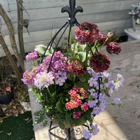 ラナンキュラス ポンポン,プリムラジュリアン　星咲ふくりんりん,ステラ スノーストーム グレイシアブルー,スカビオサ ライトピンク,ネメシアマリー　プラチナグレープの画像