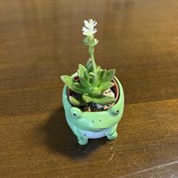 多肉植物,エケベリア属,開花,多肉植物 エケベリア,可愛いの画像