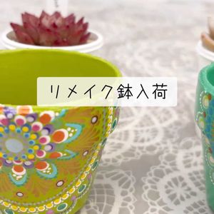 多肉大好き,可愛い多肉ちゃん❤︎,多肉中毒,多肉女子,多肉植物販売店の画像