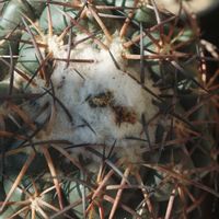 ハオルチア,多肉植物,観葉植物,塊根植物,サボテン科の画像