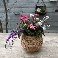 ハーデンベルギア,プリムラジュリアン　星咲ふくりんりん,マーガレットスマッシュ　ガールピンク,スウィートチューリップ　フォクシーフォックストロット,スウィートチューリップ　フォックストロットの画像