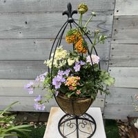 ラナンキュラス ポンポン,プリムラジュリアン　星咲ふくりんりん,ステラ スノーストーム グレイシアブルー,スカビオサ ライトピンク,プリムラ　マラコイデス　ルーチェプリマヴェーラの画像