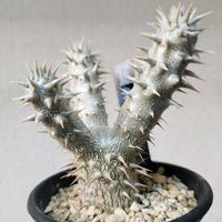 パキポディウム,パキポディウム 伊藤ハイブリッド,観葉植物,塊根植物,伊藤ハイブリッドの画像