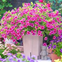 カリブラコア,スーパーベル,スーパーベル ストロベリースライス,PWの画像