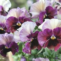 パンジー フェデネージュ,꒰ღ˘◡˘ற꒱かわゅ~,花のある暮らし,うっとり,今日のお花の画像