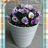 ビオラ 華あられ,鉢植え,花のある暮らし,キュンキュン乙女倶楽部,ビオラ華あられの画像
