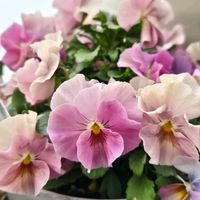 花のある暮らし,今日のお花,花友さんに感謝♡,ビオラ・パンジー祭り♪,ベランダの画像