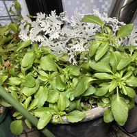 ナギ,パンジー　プティ・シャトン　ブルーナ,今日のお花の画像