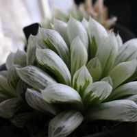 ハオルチア,ハオルチア ピリフェラ錦,窓際族,夜中にひっそり投稿の画像