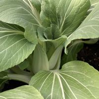 チンゲンサイ,プランター栽培,美味しい野菜,家庭菜園プランター,たねまきから。の画像