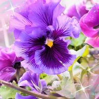 パンジー・ビオラ,エケベリア,パンジー,パンジー,パンジーの画像