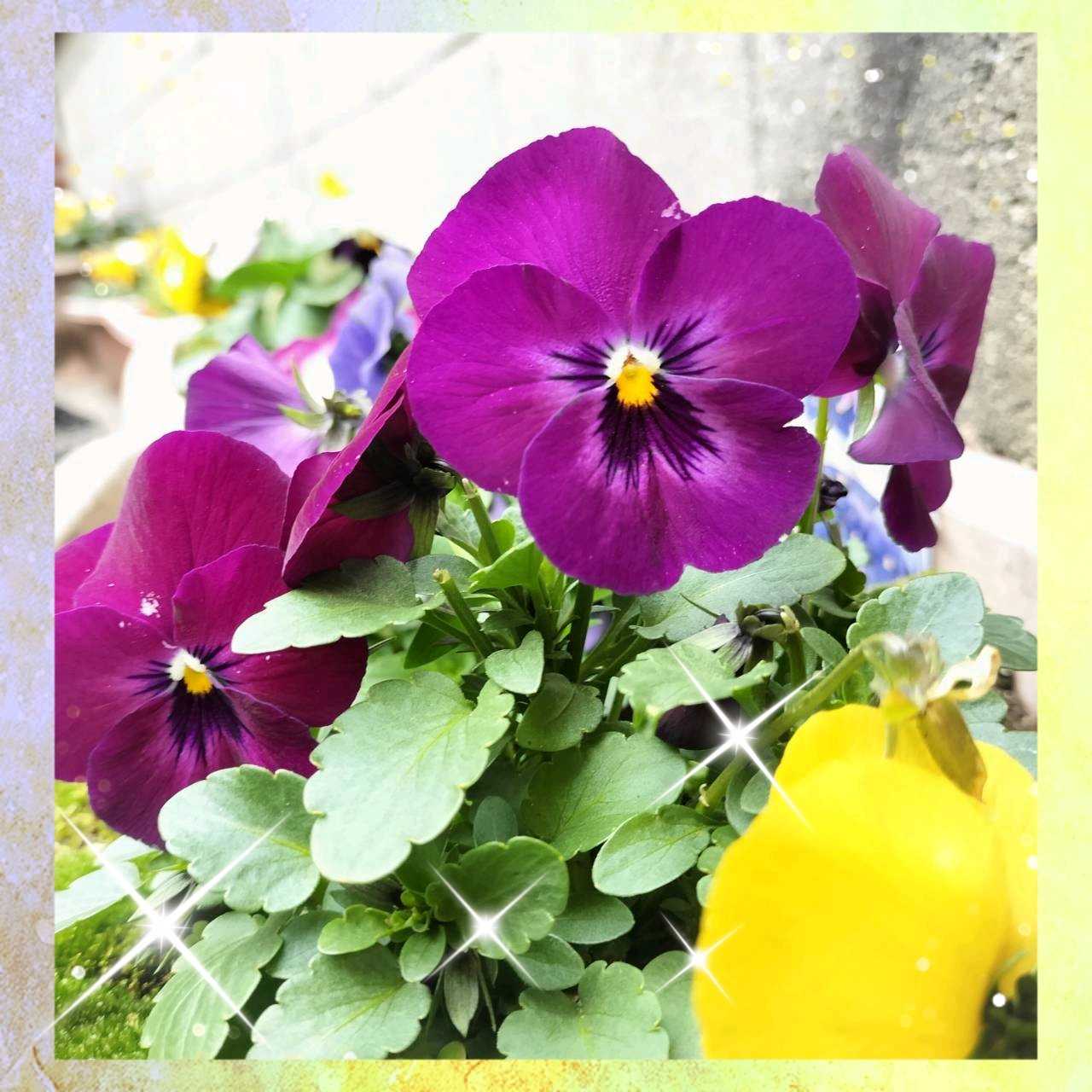 パンジー・ビオラの投稿画像 by ヒロンさん｜パンジー・ビオラと