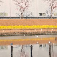 スイセン,ツバキ,ナノハナ,小松菜,プリムラマラコイデスの画像