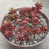 虹の玉,紅葉する多肉,葉挿し,子株ちゃん,絶好調の画像