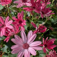 グレビレア,グレビレア,コマツナ,コマツナ,小松菜の画像