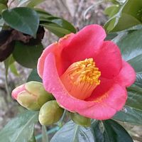 乙女心,つばき,お散歩写真,可愛いお花,夕暮れ時の画像