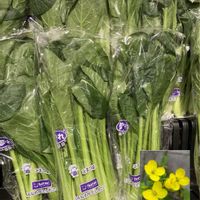 コマツナ,コマツナ,ハツユキカズラ,ハツユキカズラ,ピーチネックレスの画像